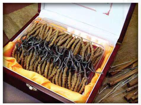 墨竹工卡冬虫夏草回收